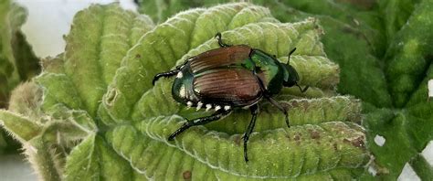 List Of 10 How To Kill Japaneese Beetles