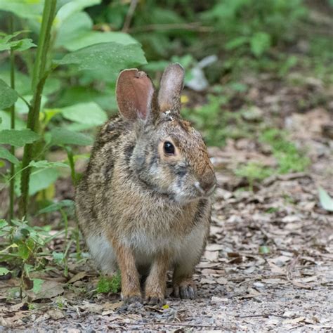 Swamp Rabbit Audubon Louisiana Nature Center Alnc · Inaturalist