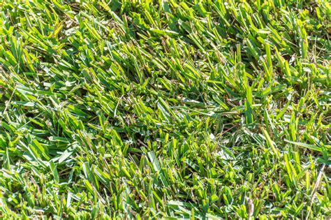 All You Need To Know About Centipede Grass Green Grass Sod Farms