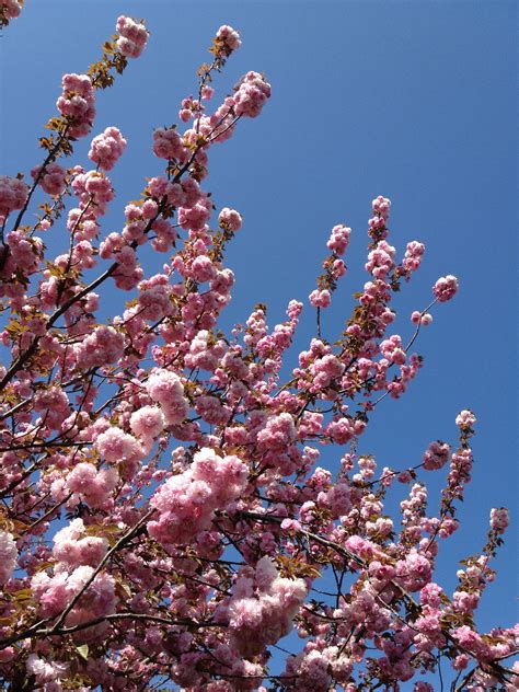 Cherry Blossom Love Love Love Cherry Blossom Blossom Flowers