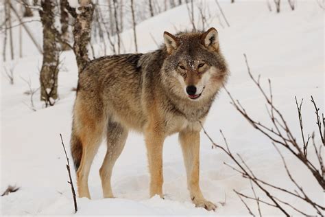 Red Mackenzie Valley Wolf
