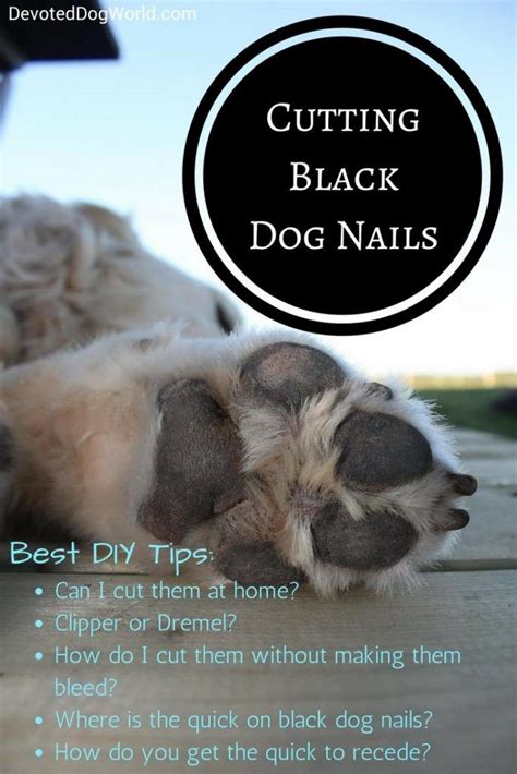 How to cut dogs nails safely. Trimming Black Dog Nails the Safe Way. Easy Once You Know ...