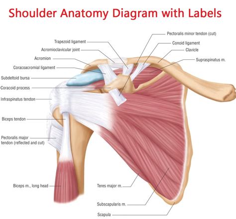 Shoulder joint muscles (glenohumeral joint) the shoulder joint has very large powerful muscles which provide the power for strong movements in addition to shoulder dislocations, other common injuries include rotator cuff tendon tears and broken bones including the humerus and collar bone. Hand Ligaments Anatomy | Joints anatomy, Shoulder joint ...