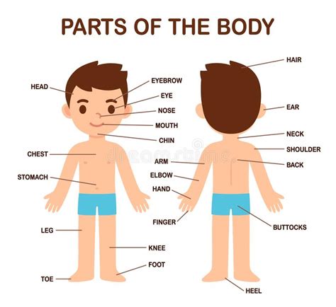 Male Anatomy Diagram For Kids Learn About The Heart Simple Anatomy