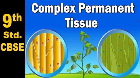 Complex Permanent Tissue 9th Std Science Cbse Board Home Revise