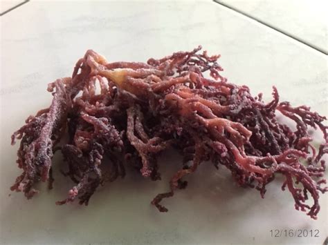 Semangkuk sedang rumpai laut (yang sudah direndam lembut). khasiat pure marine cologen (rumpai laut) | PURE MARINE ...