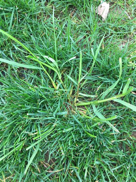 Weed Id Needed And Suggested Heribcide Lawnsite Is The Largest And