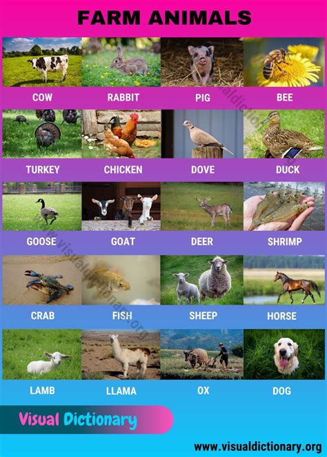 Farm Animals Useful List Of 20 Domestic Animals In English Visual