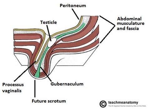 The anatomy of the inguinal canal is important to know because it has clinical relevance. City Carrier Assistant (CCA) Mailman Maladies - Charley ...