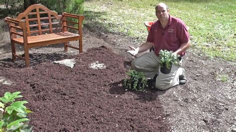 When To Plant Groundcovers Before Or After Mulching Youtube