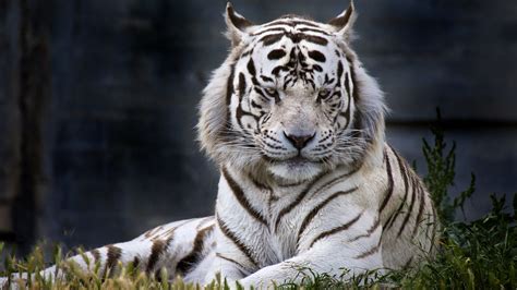 Hd White Tiger Wallpapers P