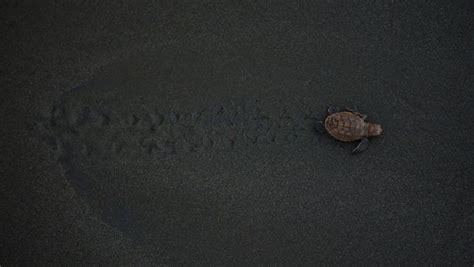 Critically Endangered Sea Turtles Rebound In Nicaragua Endangered Sea