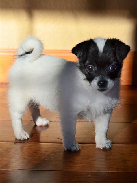 Chihuahua puppies for sale, coats and sizes. Chihuahua Puppies For Sale Pretoria