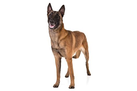 Belgian malinois was the first time register in america in 1959. Belgian Shepherd Dog (Malinois) Dog Breed Information, Images, Characteristics, Health