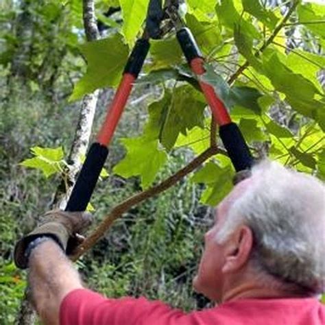 Training your young tree to grow the right way is simple and quick. How to Prune Chinese Pistache in Texas | Tree pruning ...