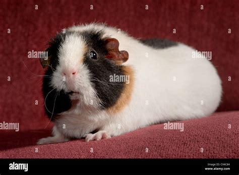Brown White Black Guinea Pig Hi Res Stock Photography And Images Alamy