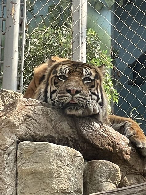 The Rare But Magnificent Tiger Blep Photo Taken By Me Rblep