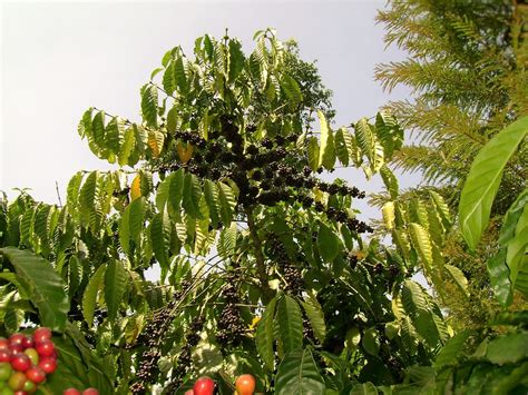 Instant coffee is literally just 100 percent coffee beans that have been roasted the main difference is found in potassium levels, with ground coffee having more than double the potassium of instant. Potassium Dynamics In Coffee Soils - EcoFriendly Coffee