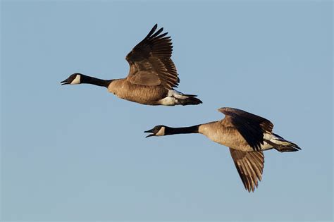 Greater Canada Geese Pair Flying Photograph By Ken Archer Pixels