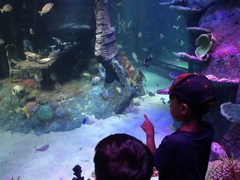 Sea Life Malaysia Review Whats Inside The New Legoland Aquarium