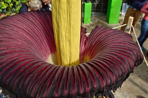 Die titanenwurz oder titanwurz (amorphophallus titanum, lateinisch wörtlich etwa „unförmiger riesenpenis) ist eine auf sumatra heimische pflanzenart, die zur familie der aronstabgewächse. Titanenwurz - Fotos 4 - Medienwerkstatt-Wissen © 2006-2021 ...