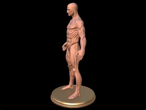 Man Anatomy Ecorche 3D Model 3D Printable CGTrader