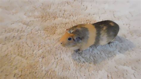 The Worlds Only Dancing Guinea Pig Youtube