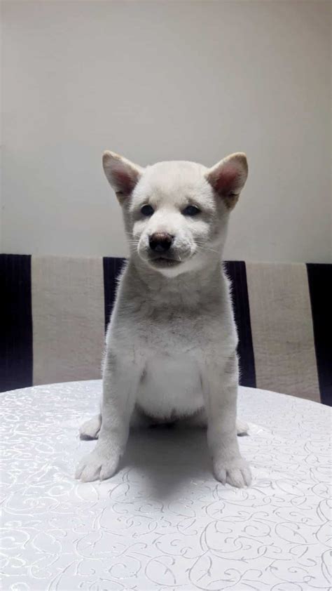 It is using the n/a algorithm and a n/a coin proof type. Pekkina | Purebred, healthy Shiba Inu puppy for sale ...