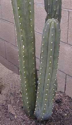 As with most cactus species, all trichocereus. San Pedro Cactus (Echinopsis pachanoi) Hardy to 15º | San ...