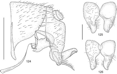 6 Structures Of Male Terminalia Of Ephydra Millbrae Jones 124