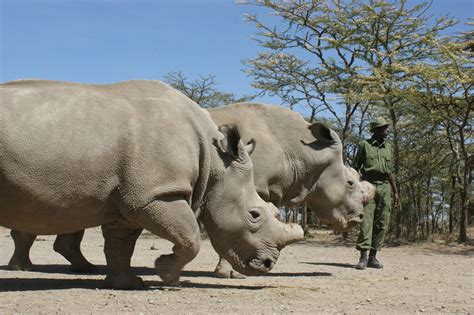 The Last Northern White Rhinos Save The Rhino