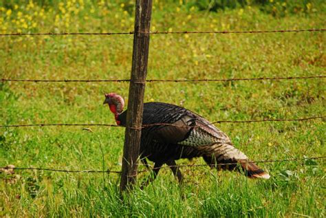 Wild Turkey Wing Stock Photos Pictures And Royalty Free Images Istock
