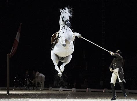 Lipizzaner Horse Glides Through The Air At Wembley As It Prepares For