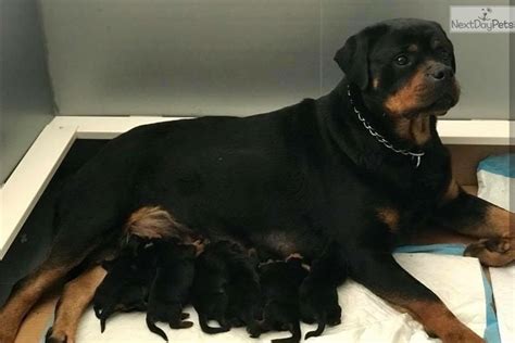 Rottweiler Puppy For Sale Near South Florida Florida 31492393 C051