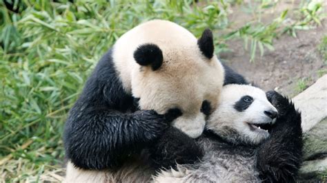 Watch A Panda Caretaker Cuddle With Baby Pandas While Dressed Up Like A