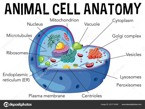 Diagrama Ilustração Anatomia Célula Animal — Vetores De Stock © Brgfx