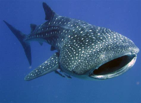 Whale Shark Online Learning Center Aquarium Of The Pacific