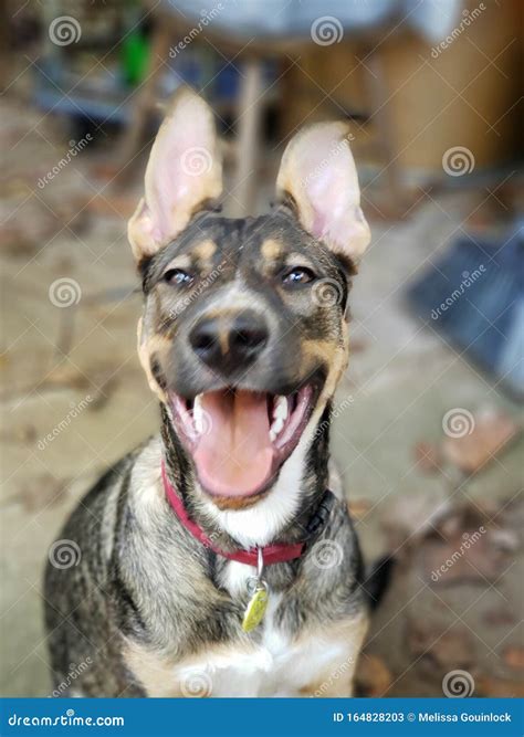 Happy Smiling Shepherd Stock Image Image Of Puppy Happy 164828203