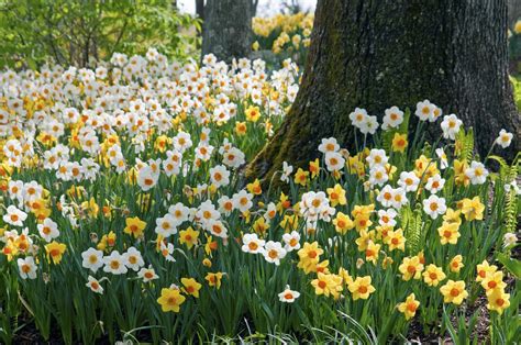 Gardening Act After Spring Bulbs Bloom To Help Them