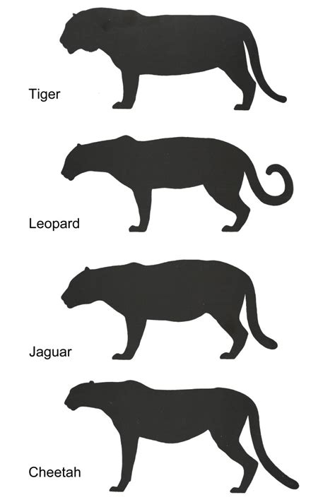 Differences Between Tiger Jaguar Leopard And Cheetah Yue Zeng Art