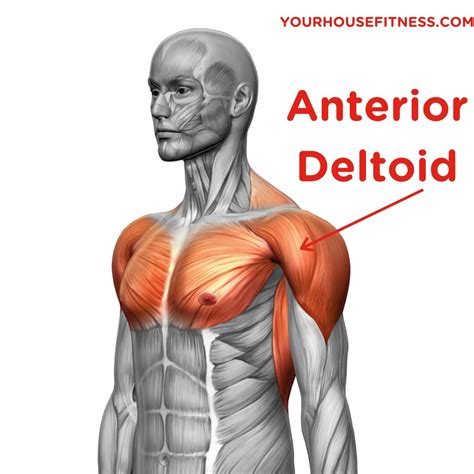 Anterior Deltoid Muscle Exercises