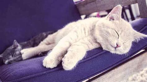 How Much Do Cats Sleep Petcarerx
