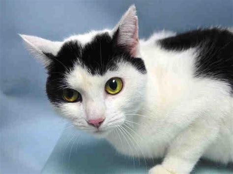 New york, ny 10029 map & directions. BRIGHT EYES - A1056453 - - Brooklyn ***TO BE DESTROYED 11 ...
