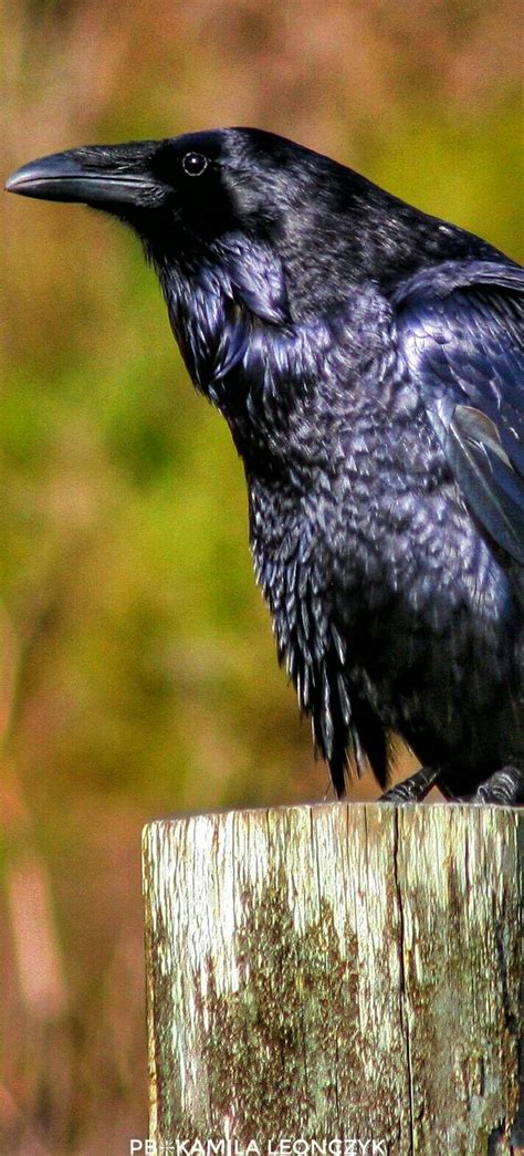 the common raven corvus corax also known as the northern raven is a large all black