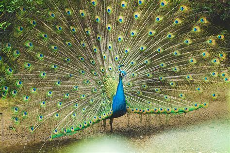 A Male Peacock With His Feathers Fully Raised To Impress A Female Del