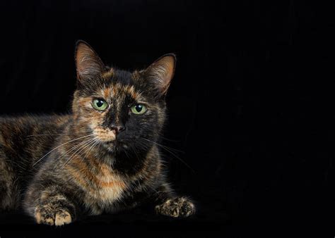 Portrait Of A Tortie Torbie Cat Photograph By Sheila Fitzgerald Fine