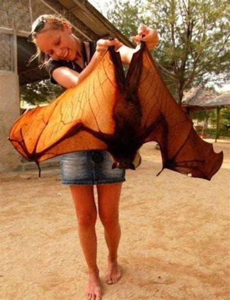 Meet The Giant Golden Crowned Flying Fox The Largest Bat In The World
