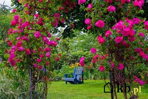 Pnące Róże Angielskie W Ogrodzie Rodzaje Wymagania Uprawa