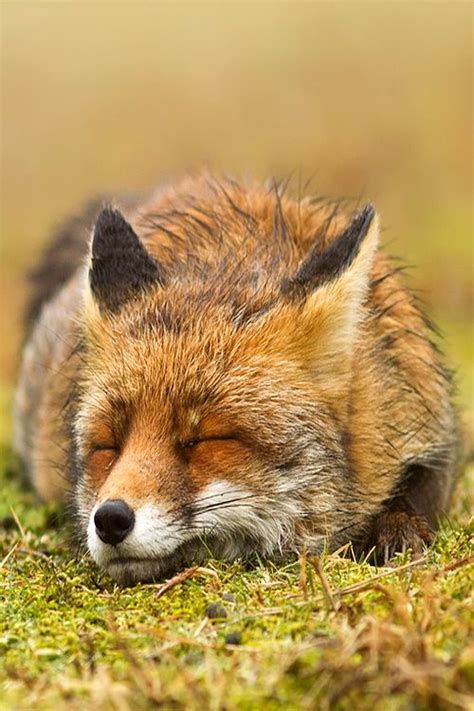 17 Best Images About Jejee Fox Sleeping On Pinterest