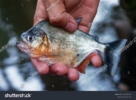 Redbellied Piranha Pygocentrus Nattereri Red Piranha Stock Photo